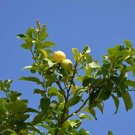 Canto Delle Rane Holiday home Vieste